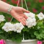 Geranium – Calliope Large White – 10″ Hanging Basket
